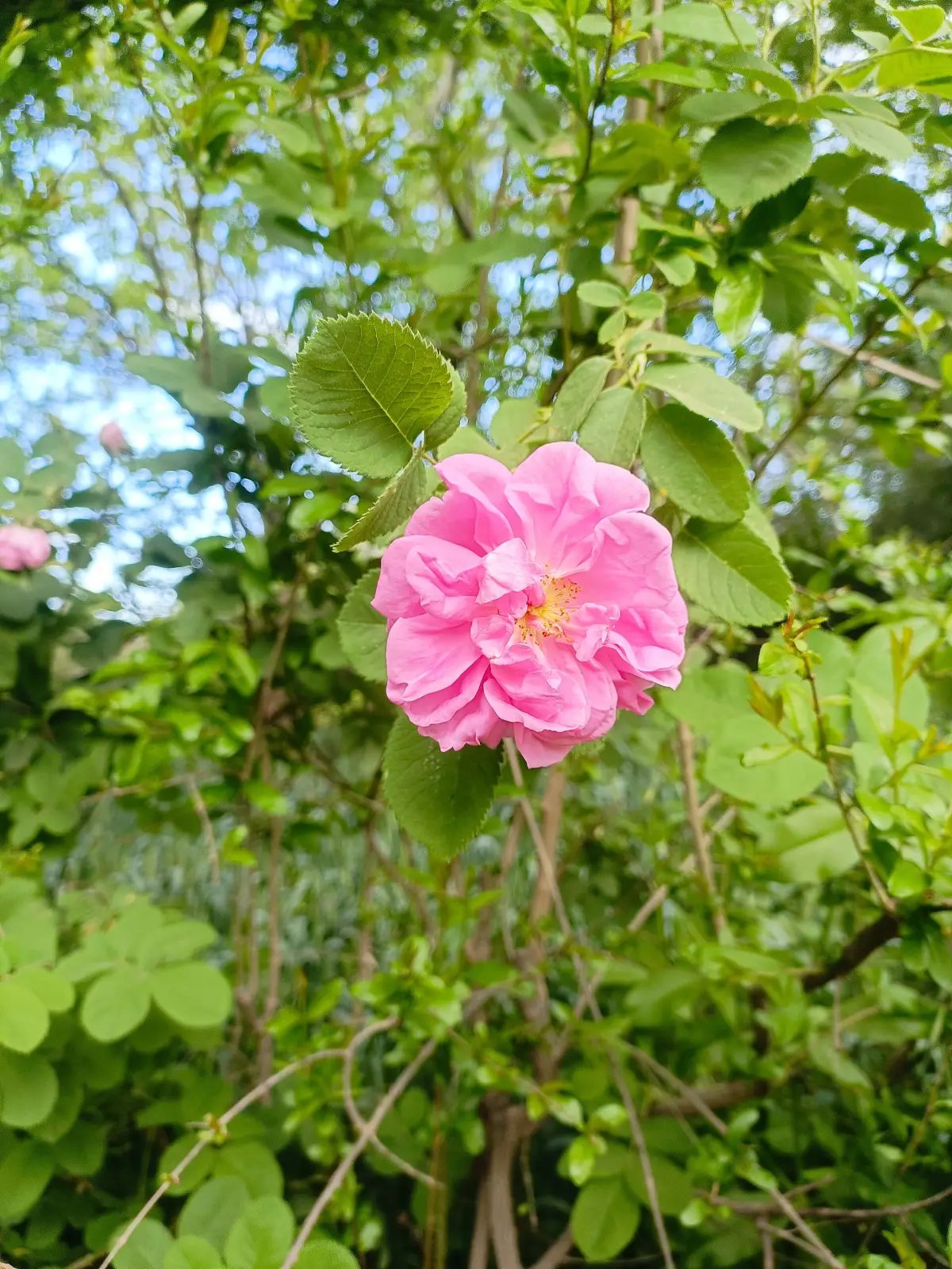 Rosa damascena en el valle de Kelaat M'Gouna
